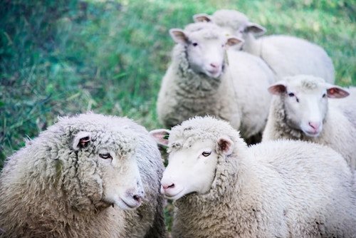 Flock of sheep along the trails of the Rockefeller State Park Preserve