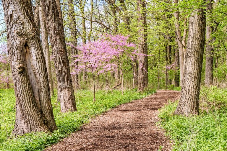 redbud blooming in the spring along a trail at Bartlett Arboretum and Gardens in Stamford, CT
