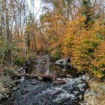 Mianus River State Park: All You Need To Know 3 Fall foliage along the river of Mianus River State Park