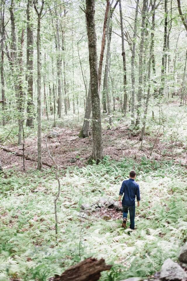 wandering in the woods of Mianus River State Park