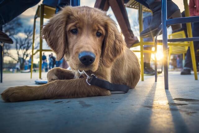dog outside at Half Full Brewery in Stamford CT