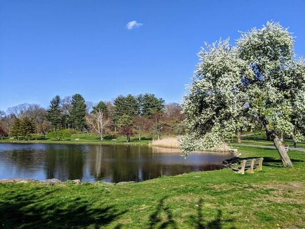 flowering pear tree at bruce park