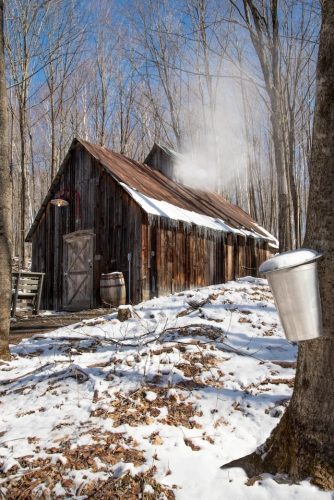sugar shack boiling maple sap into maple syrup