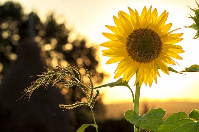 sunflower in front of a sunset during labor day weekend in greenwich ct