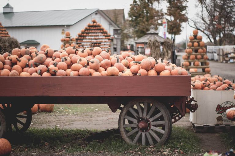 pumpkins displayed at one of the fall festivals in CT