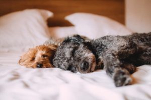 dogs on a bed at one of the pet friendly greenwich ct hotels