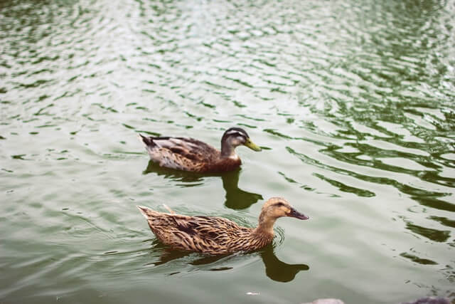 ducks in the pond in the Mystic River