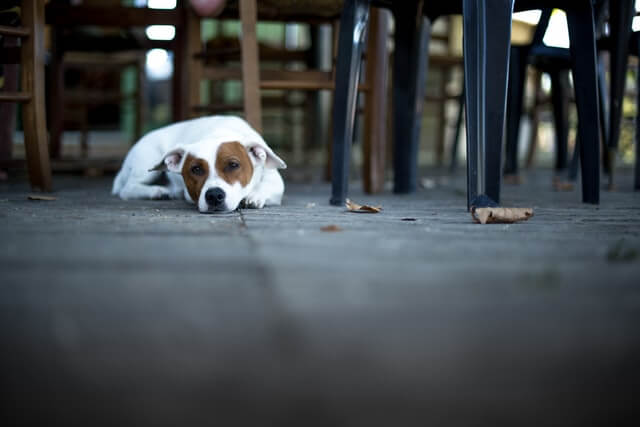 dog lying at a restaurant in Connecticut