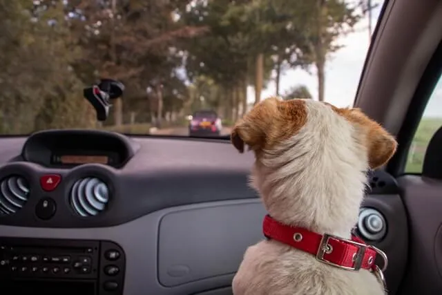dog looking out the car window on a road trip