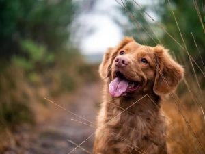 small dog happily walking on a hiking trail while enjoying one of the best pet friendly places to stay in greenwich ct