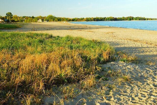 shore grass at one of the best Connecticut beaches