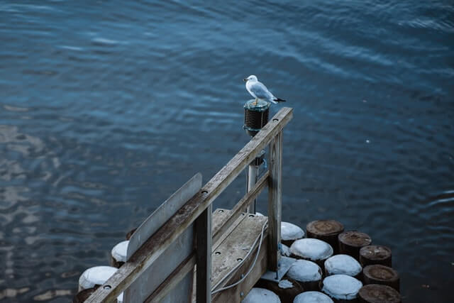seagull perched on a pier in Norwalk, Connecticut
