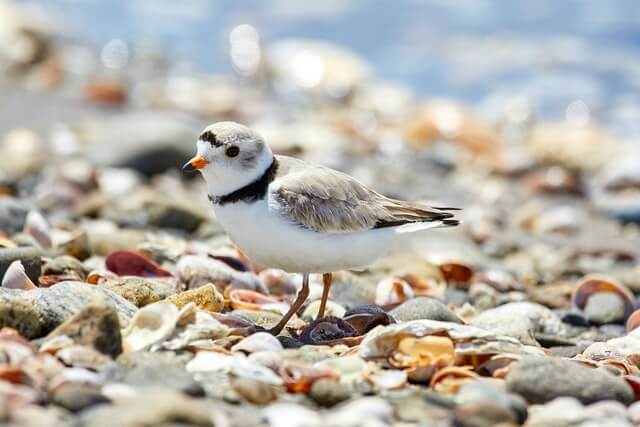 shorebird at one of the best Connecticut beaches in West Haven