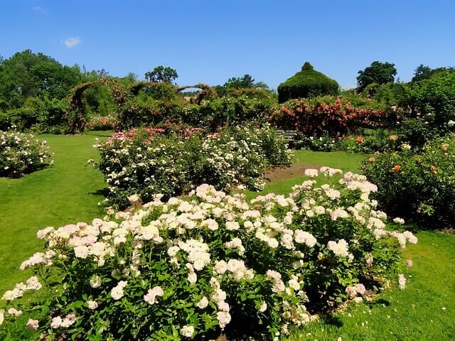 Roses in the Elizabeth Park Rose Garden