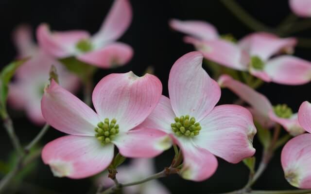 Dogwood flowers