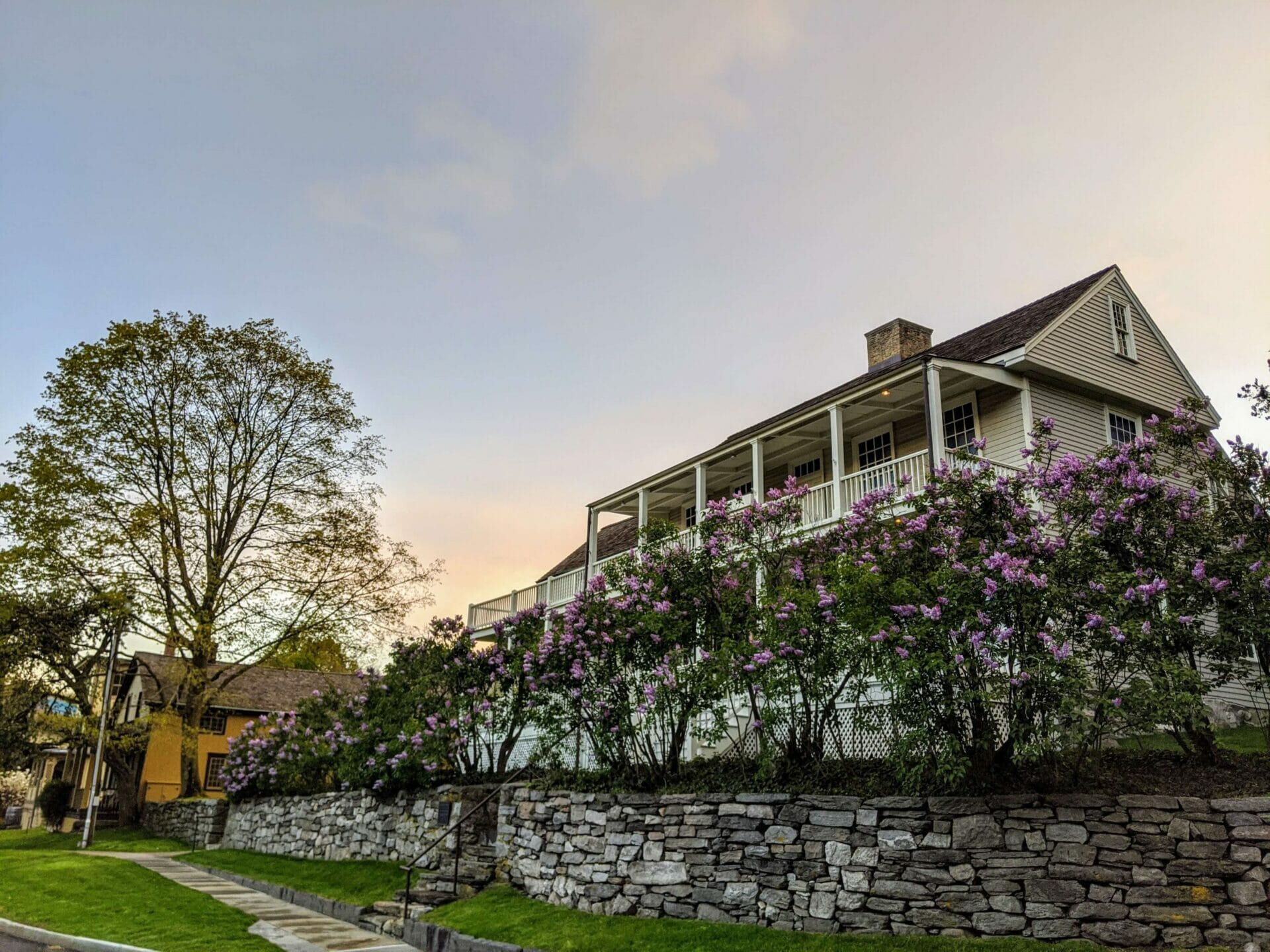 lilacs surrounding the Bush-Holley House in Cos Cob, CT