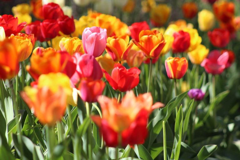 tulips in spring in CT