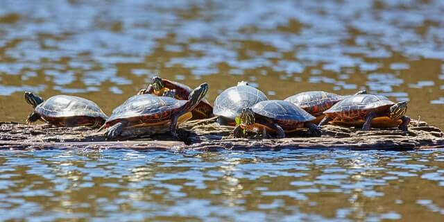 turtles outdoor activities in ct Outdoor Activities In CT: Top 23 Most Unique Spots