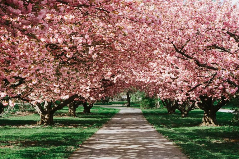 Connecticut cherry blossoms along a walking path