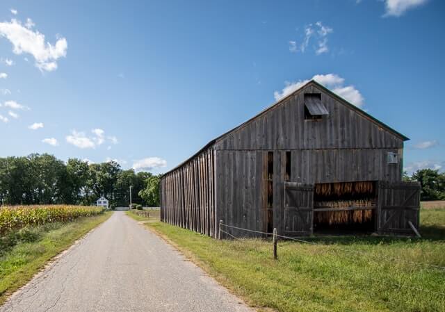 tobacco shed in the connecticut river valley filled with tobacco during summer in CT