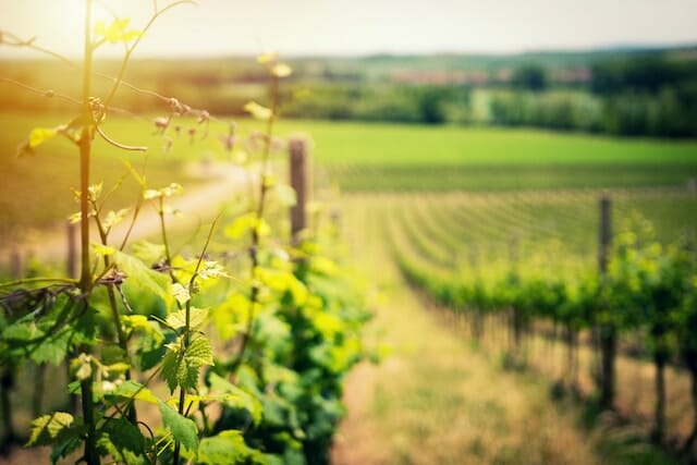 Vineyard landscape in early summer