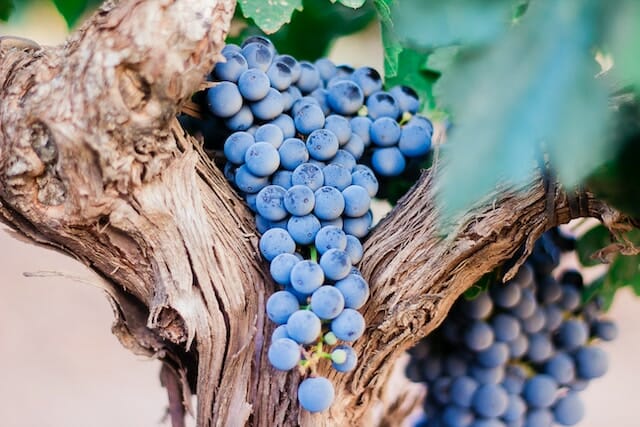 Wine grapes are such an important part of the wines produced