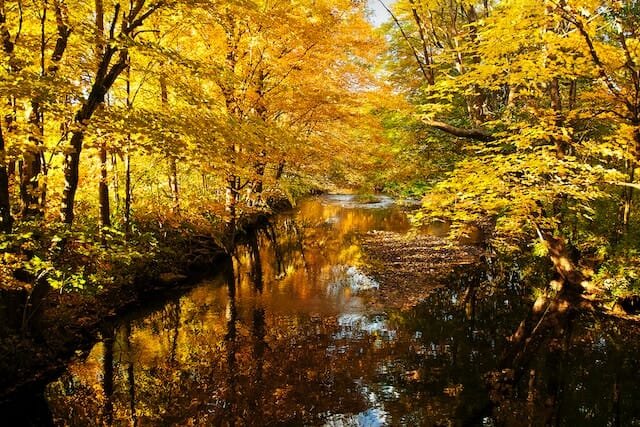 fall foliage along a creek