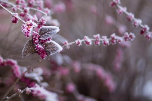 Frosted plant in a garden in New Haven, Connecticut, in January