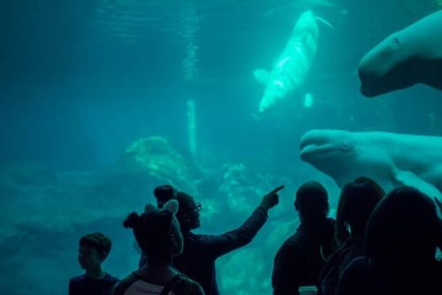 visiting the belugas at mystic aquarium is one of the best things to do in CT in January