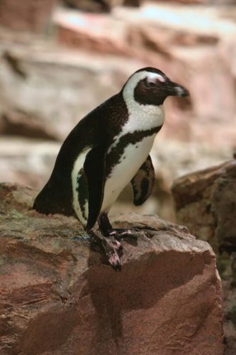 penguin at Mystic Aquarium