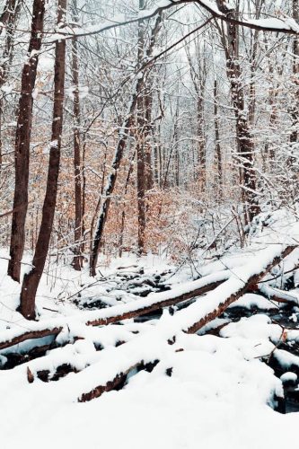 snowy forest things to do in ct in january e1728331901572 Things to Do in CT in January: Top 15 Most Unique Spots