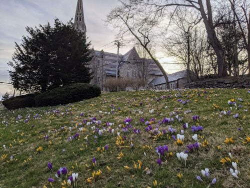seeing the crocuses on the hill in downtown Greenwich is one of the best things to do in CT in March