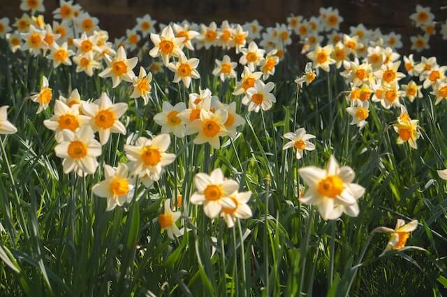 daffodils spring festivals in ct Spring Festivals In CT: Top 23 Most Unique Spots