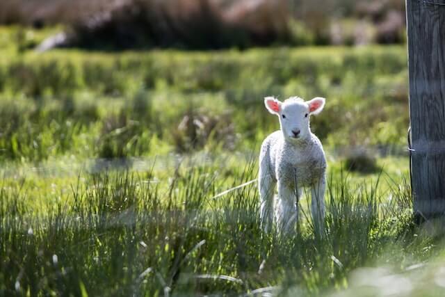 lamb spring festivals in ct Spring Festivals In CT: Top 23 Most Unique Spots