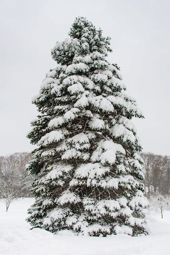 Tree covered in snow during January in CT