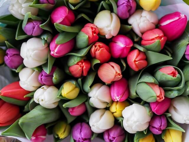 tulips spring festivals in ct Spring Festivals In CT: Top 23 Most Unique Spots