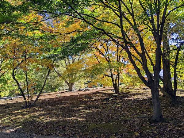 Bartlett Arboretum and Gardens