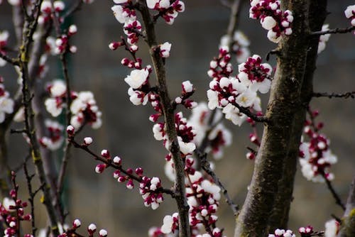 March blooms at Elizabeth Park Rose Garden in West Hartford, CT