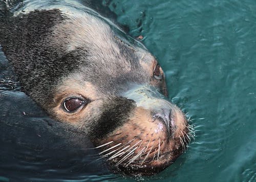 sea lion at Mystic Aquarium, a great place to explore in March in Connecticut