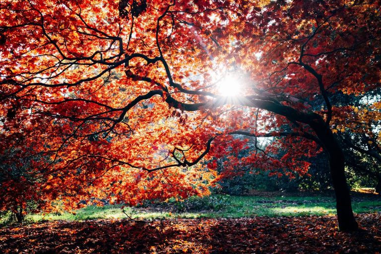 autumn tree at the stamford museum and nature center