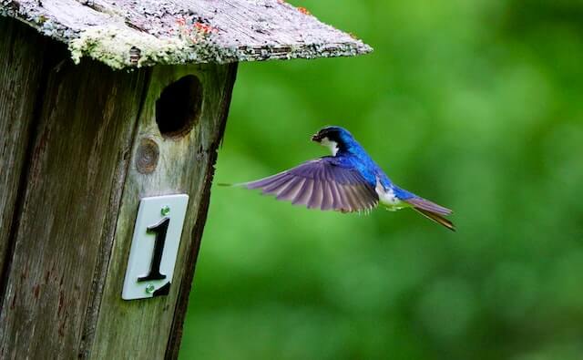 bluebird