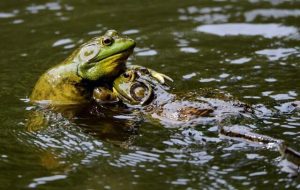 bullfrogs wrestling for territory at greenwich audubon center