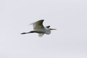 great egret