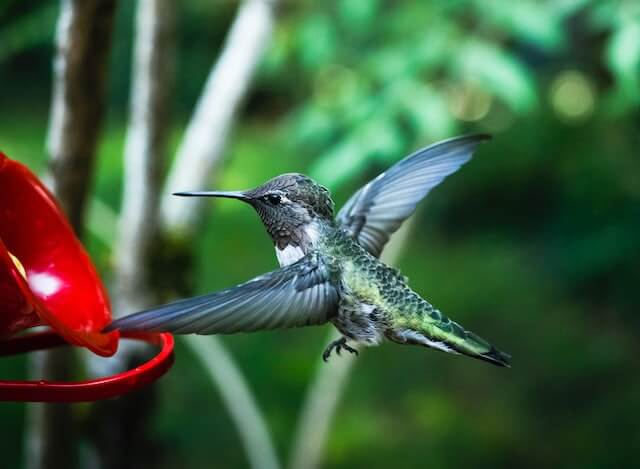 hummingbird