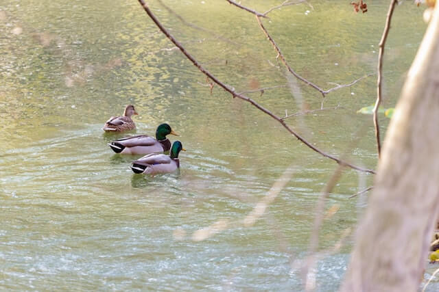 mallards at lake mead at the greenwich audubon center