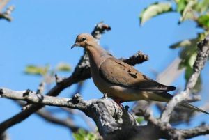mourning dove