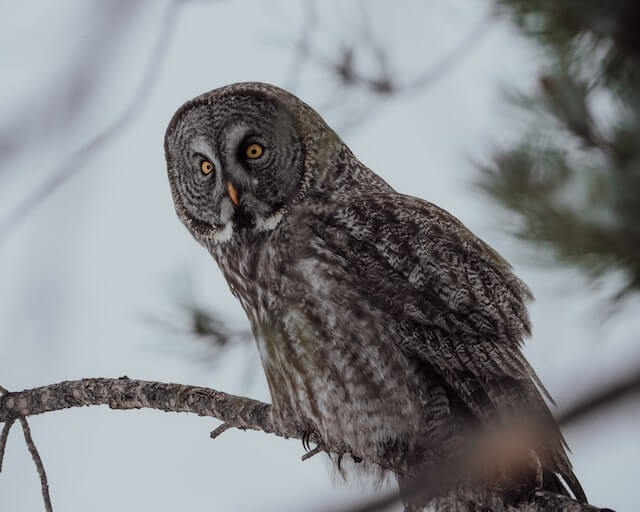 owl in winter at the Greenwich Audubon Center