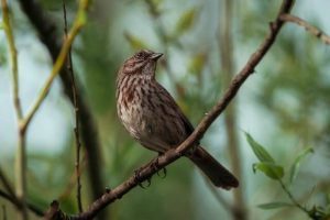 sparrow