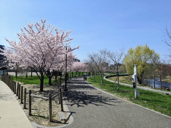 cherry blossoms along a walking trail
