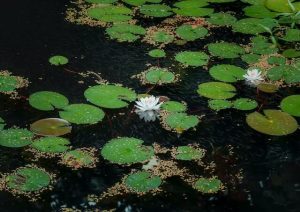 waterlilies at Greenwich Audubon Center
